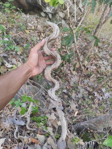 Phanera scandens, 2026-09-09