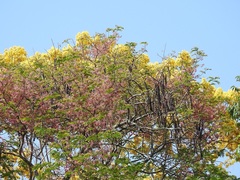 Cassia grandis