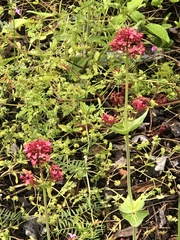 Centranthus ruber