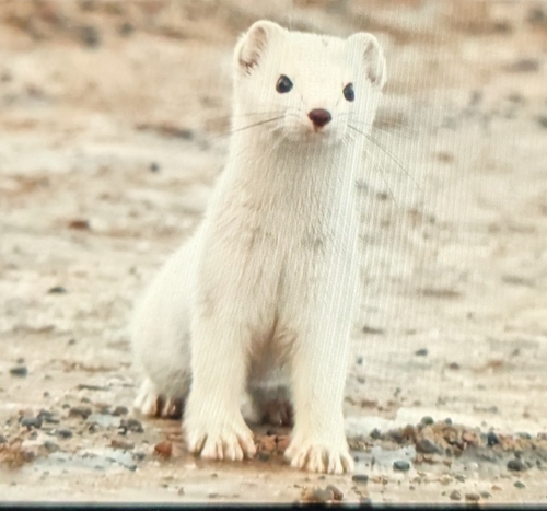 Tundra Stoat observed by tpk_flies