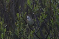 Acrocephalus palustris