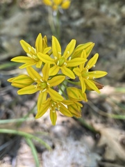 Triteleia lemmoniae