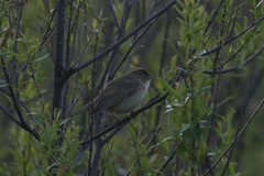 Acrocephalus palustris