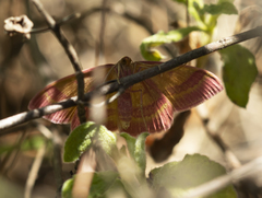 Rhodostrophia discopunctata