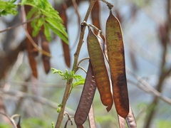 Leucaena cuspidata