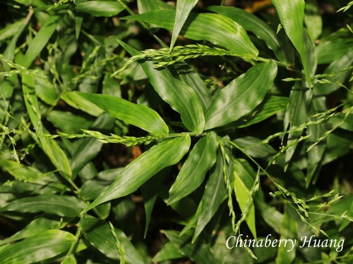 Ichnanthus pallens observed 2026-09-14