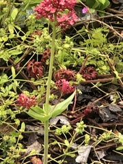 Centranthus ruber