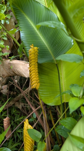 Calathea observed 2026-10-13