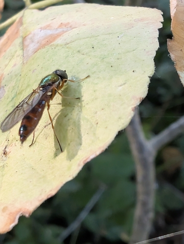 Twin-Spot Centurion Fly