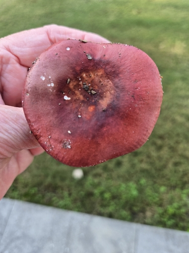 Shellfish-scented Russula