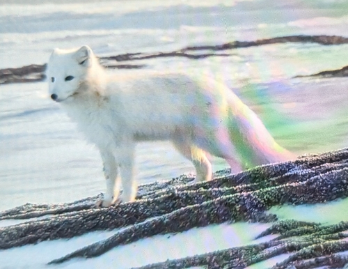 Arctic Fox observed by tpk_flies