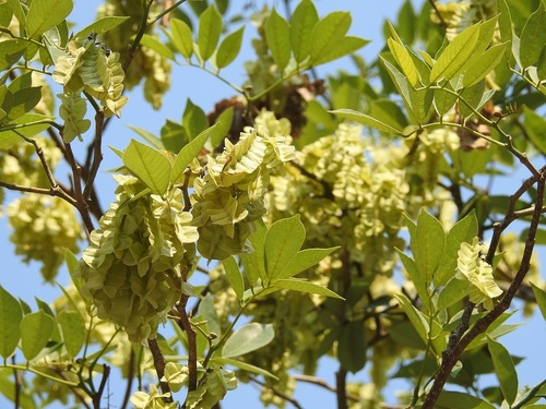 Florida fishpoison tree (Piscidia piscipula)