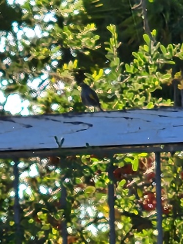 Pipilo chlorurus, 2026-10-14