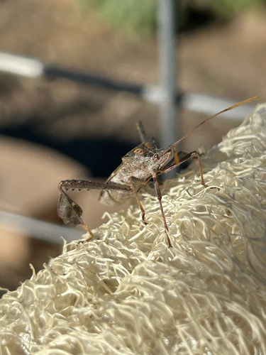 Leptoglossus zonatus