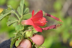 Hibiscus poeppigii