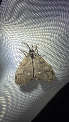 White-marked Tussock Moth