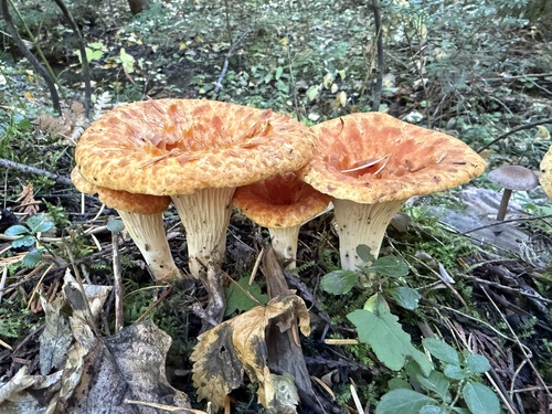 Scaly Chanterelle