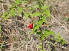 Hibiscus poeppigii