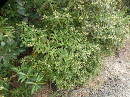 Scaevola montana observed 2026-10-11