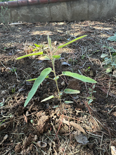 Corymbia citriodora observed 2026-10-13