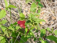 Hibiscus poeppigii