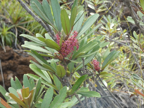 Cunonia purpurea observed 2026-10-11