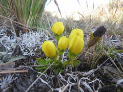 Gentianella