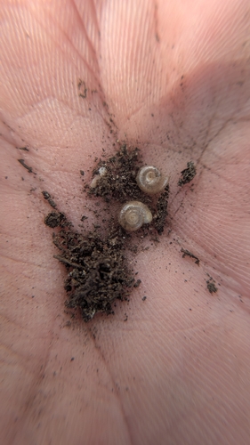Glyphyalinia indentata, 2026-10-14
