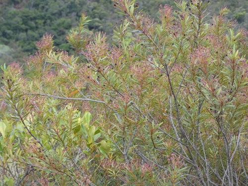 Pancheria observed 2026-10-11