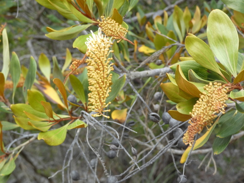 Grevillea exul observed 2026-10-11
