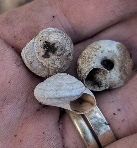 Oreohelix observed 2026-10-14