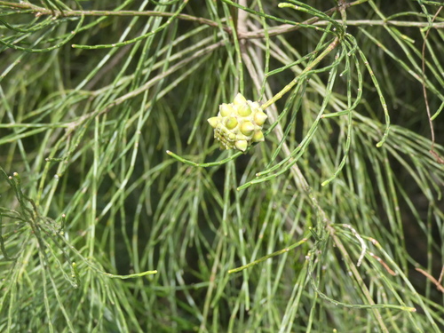 Gymnostoma deplancheanum observed 2026-10-11