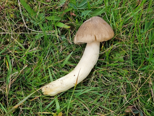 Entoloma luteobasis
