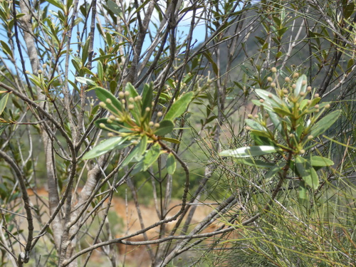 Pancheria observed 2026-10-11