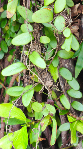 Pyrrosia piloselloides observed 2026-10-14