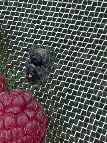 Bold Jumping Spider