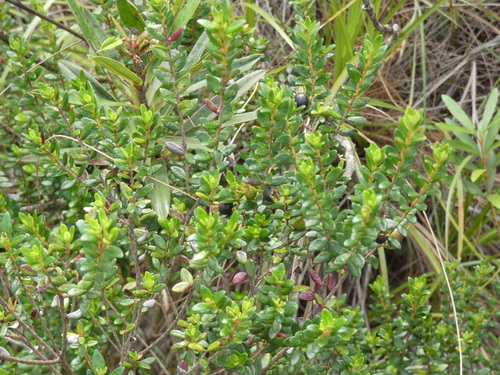 Myrtastrum rufopunctatum observed 2026-10-11