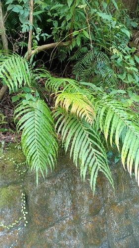 Blechnopsis orientalis observed 2026-10-15