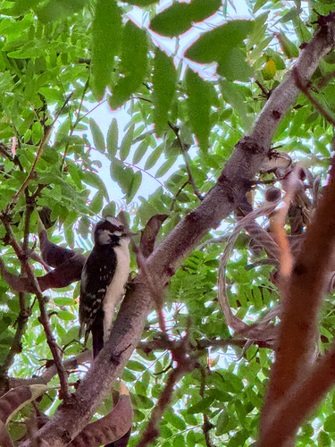 Downy Woodpecker
