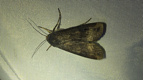 Ipsilon Dart Moth
