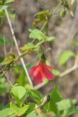 Hibiscus poeppigii