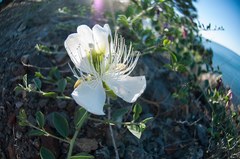 Capparis spinosa herbacea