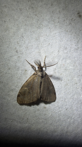 White-marked Tussock Moth