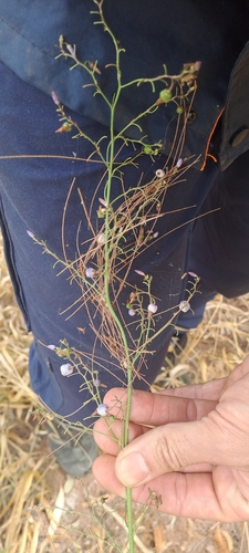 Dianella longifolia observed 2026-10-15