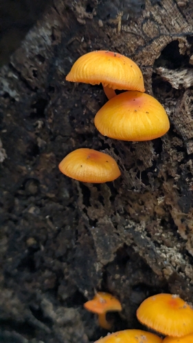 orange mycena