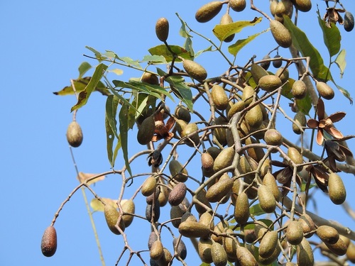 Caoba (Swietenia humilis)