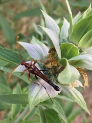 Strangalia virilis