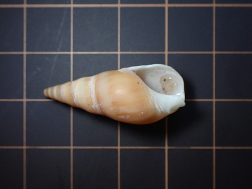 Bullia digitalis observed 2026-09-14
