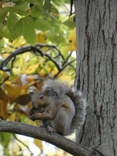 Eastern Gray Squirrel