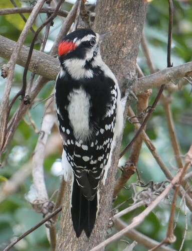 Downy Woodpecker